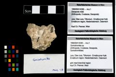 Foto (Objekt + Etikett) von Goniodromites sp.  (NHMW-GEO-1990-0041-4390)
